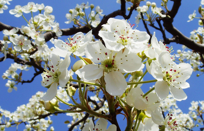 新概念梨花莊園